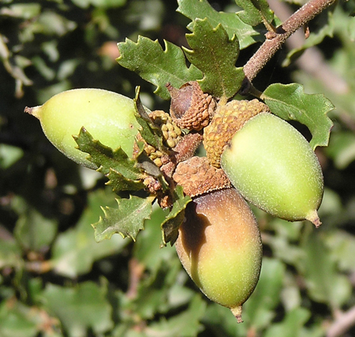 scruboak acorns