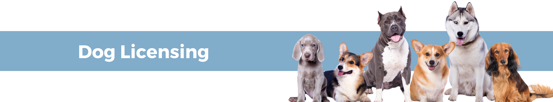 dog licensing banner