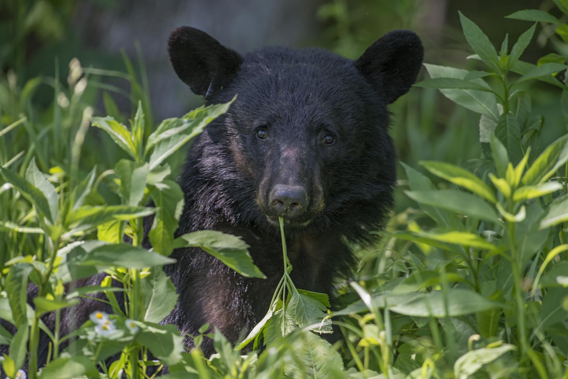 american-black-bear-surrounded-by-leaves-sunlight