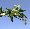 California Sycamore leaf and fruit