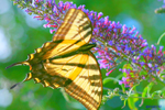 California Sycamore Swallowtail