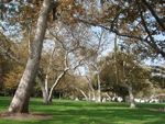 California Sycamore Verdugo Park