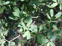 Mesa Oak_leaf_SM