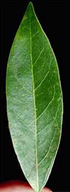 CaliforniaBay_tall-leaf_SM